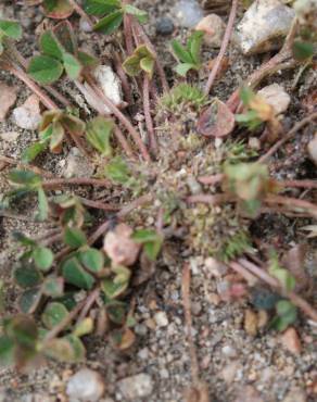 Fotografia 15 da espécie Trifolium suffocatum no Jardim Botânico UTAD