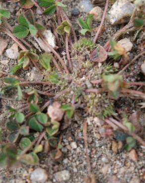 Fotografia 15 da espécie Trifolium suffocatum no Jardim Botânico UTAD