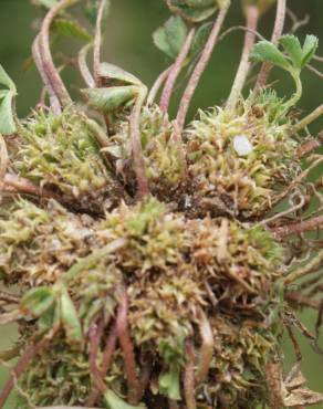 Fotografia 16 da espécie Trifolium suffocatum no Jardim Botânico UTAD
