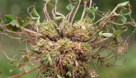 Fotografia da espécie Trifolium suffocatum