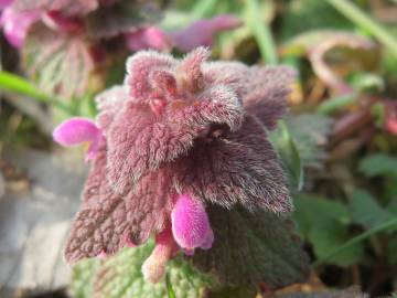 Fotografia da espécie Lamium purpureum