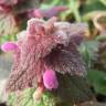 Fotografia 10 da espécie Lamium purpureum do Jardim Botânico UTAD