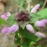 Fotografia 11 da espécie Lamium purpureum do Jardim Botânico UTAD