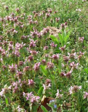 Fotografia 13 da espécie Lamium purpureum no Jardim Botânico UTAD