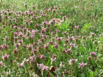 Fotografia da espécie Lamium purpureum