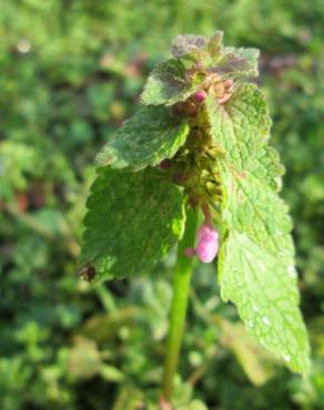 Fotografia 14 da espécie Lamium purpureum no Jardim Botânico UTAD