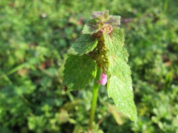 Fotografia da espécie Lamium purpureum