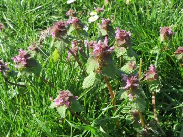 Fotografia da espécie Lamium purpureum