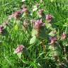 Fotografia 15 da espécie Lamium purpureum do Jardim Botânico UTAD