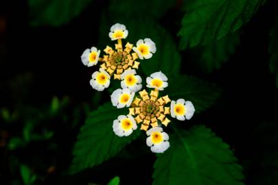 Fotografia da espécie Lantana camara