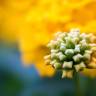 Fotografia 12 da espécie Lantana camara do Jardim Botânico UTAD