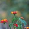 Fotografia 13 da espécie Lantana camara do Jardim Botânico UTAD