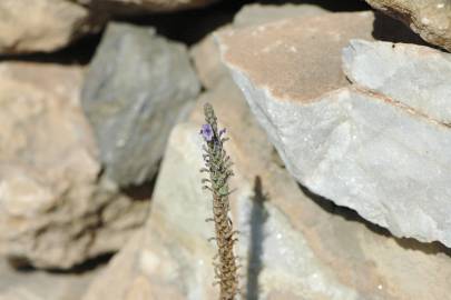 Fotografia da espécie Lavandula multifida