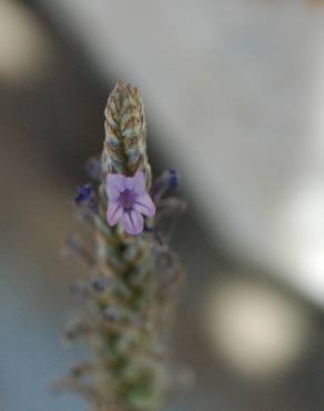 Fotografia 11 da espécie Lavandula multifida no Jardim Botânico UTAD