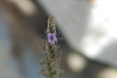 Fotografia da espécie Lavandula multifida