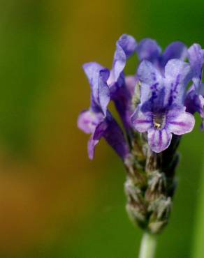 Fotografia 13 da espécie Lavandula multifida no Jardim Botânico UTAD