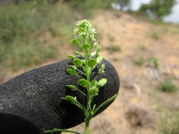 Fotografia da espécie Lepidium virginicum