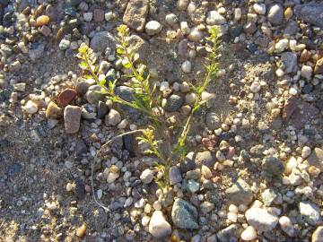 Fotografia da espécie Lepidium virginicum