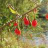 Fotografia 9 da espécie Lycium barbarum do Jardim Botânico UTAD