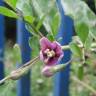 Fotografia 10 da espécie Lycium barbarum do Jardim Botânico UTAD