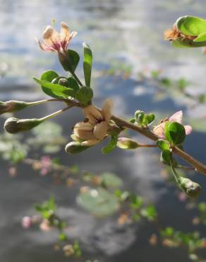 Fotografia 11 da espécie Lycium barbarum no Jardim Botânico UTAD