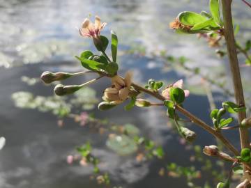 Fotografia da espécie Lycium barbarum