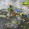 Fotografia 11 da espécie Lycium barbarum do Jardim Botânico UTAD