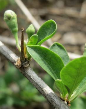 Fotografia 15 da espécie Lycium barbarum no Jardim Botânico UTAD