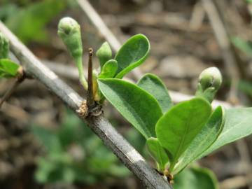 Fotografia da espécie Lycium barbarum