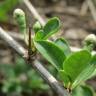 Fotografia 15 da espécie Lycium barbarum do Jardim Botânico UTAD