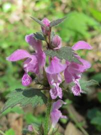 Fotografia da espécie Lamium maculatum