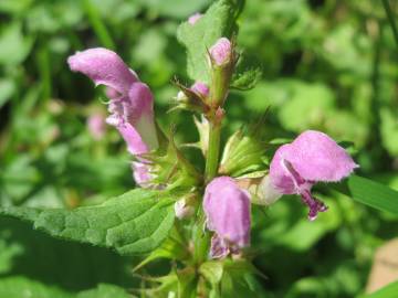 Fotografia da espécie Lamium maculatum