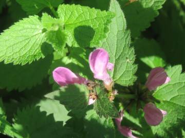 Fotografia da espécie Lamium maculatum