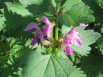 Fotografia da espécie Lamium maculatum