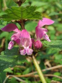 Fotografia da espécie Lamium maculatum