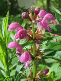 Fotografia da espécie Lamium maculatum