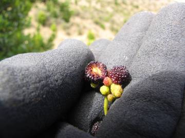 Fotografia da espécie Myrica faya