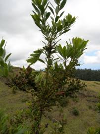 Fotografia da espécie Myrica faya