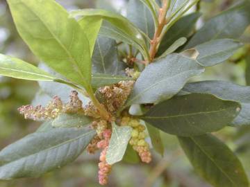 Fotografia da espécie Myrica faya