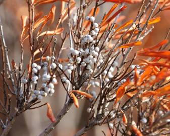 Fotografia da espécie Myrica gale