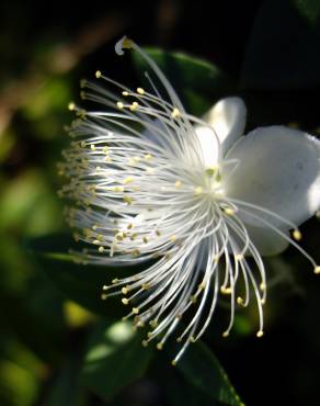 Fotografia 10 da espécie Myrtus communis no Jardim Botânico UTAD