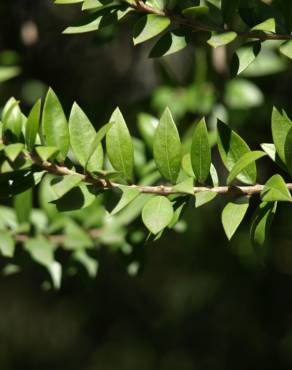 Fotografia 13 da espécie Myrtus communis no Jardim Botânico UTAD