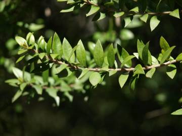 Fotografia da espécie Myrtus communis