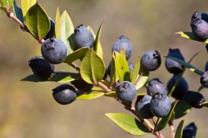 Fotografia da espécie Myrtus communis