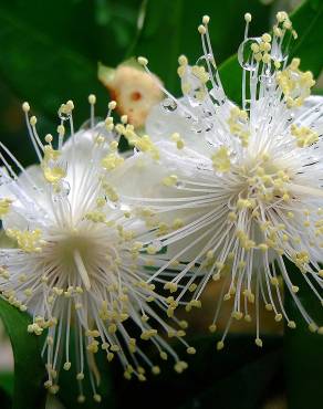 Fotografia 16 da espécie Myrtus communis no Jardim Botânico UTAD