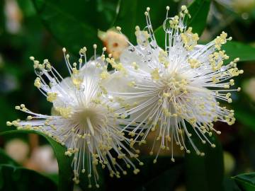 Fotografia da espécie Myrtus communis