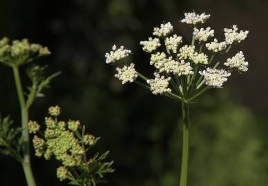 Fotografia da espécie Oenanthe crocata