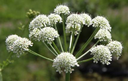 Fotografia da espécie Oenanthe crocata