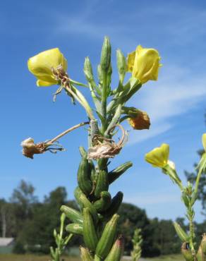 Fotografia 9 da espécie Oenothera biennis no Jardim Botânico UTAD