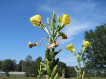 Fotografia da espécie Oenothera biennis